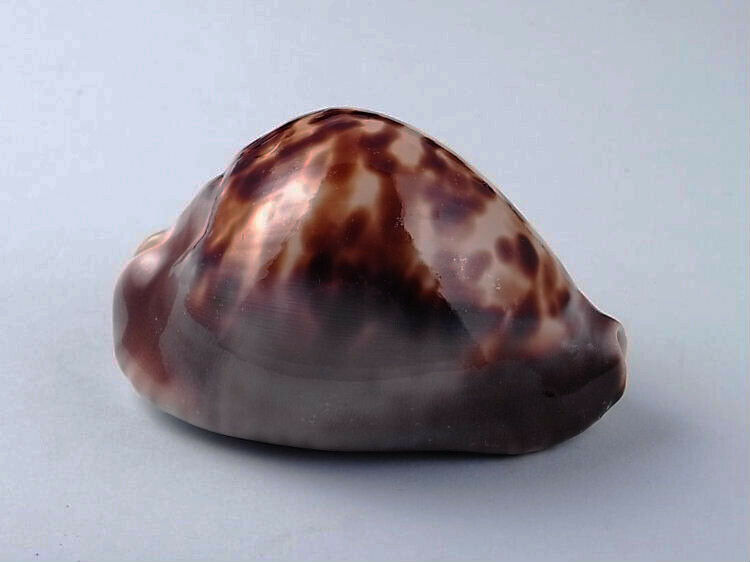 Zoila Venusta.   Excellent Size: 76.2mm.  Grade; F2   Australian Shell.