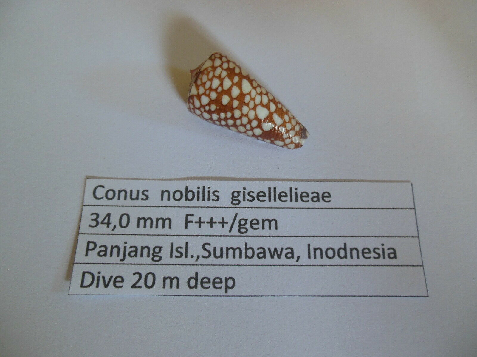 Conus  nobilis  gisellelieae  34,0 mm  F+++/gem not cypraea